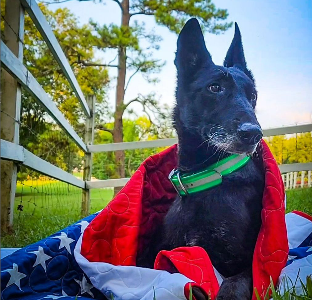 Custom America Quilt by Quilts for K9s